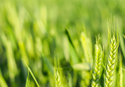 小麦返青季节，抽穗灌浆期如何管理？
